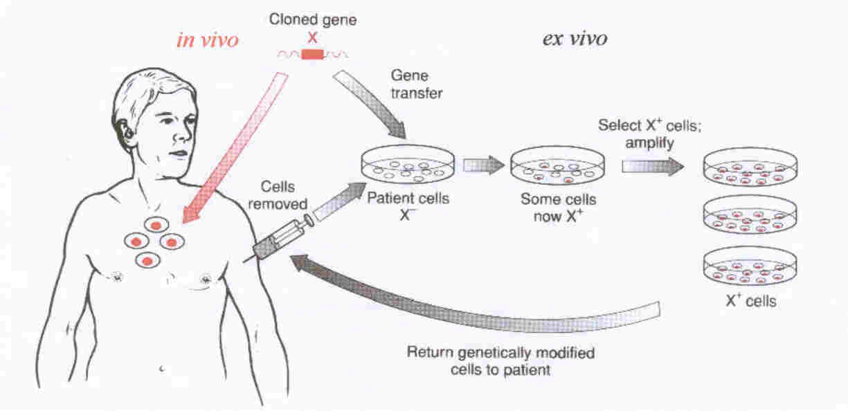 In vitro и in vivo